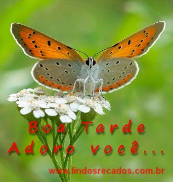 <b><center>Boa tarde adoro você</b></center>