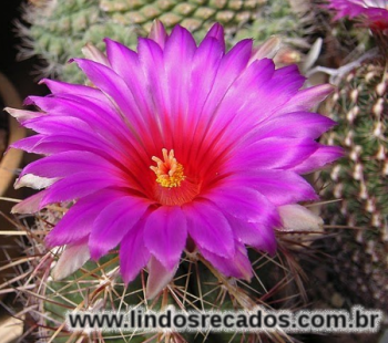 <b><center>Flor de cactus</b></center>