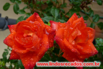 <b><center>Rosas.</b></center>