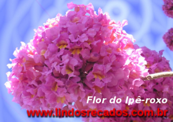 <b><center>Flor do ipê-roxo</b></center>